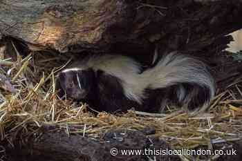 North London: Stray skunk 'sighting' in Muswell Hill