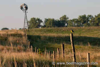 Nestlé, Cargill invest in regenerative ranching across 1.7M acres