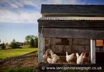 Edenfield: Firefighters tackle chicken coop fire