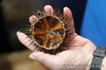 "Pire saison", face au manque d'oursins en Méditerranée, la pêche pourrait être suspendue