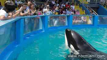 Miami Seaquarium to Announce Plan to Return Killer Whale Lolita to ‘Home Waters'