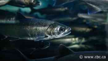 Logging near streams in B.C. Interior is warming water and threatening coho salmon: study