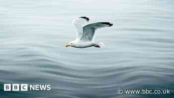 Teignmouth photographer wins award for stunning gull shot