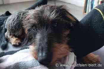 Dackel tot gebissen – Große Hunde attackieren „Krümel“ und Besitzer