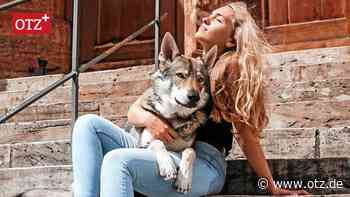 Jenaer Jäger steht wegen Tötung eines Hundes vor Gericht