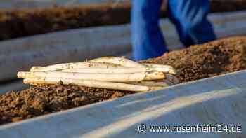 Bauern alarmiert: Spargel droht in Deutschland zu verschwinden