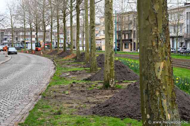 Grondwerken aan bomen Boekenberglei ter voorbereiding van verplaatsing, buurt reageert misnoegd: “Niemand heeft ons hiervan op de hoogte gebracht”