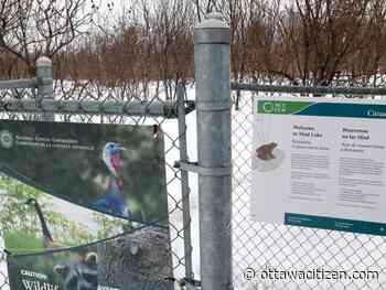 Biologists give up on trying to capture aggressive Mud Lake turkeys — for now