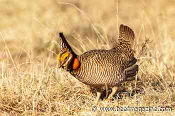 Second lawsuit filed as lesser prairie chicken relisted as endangered species