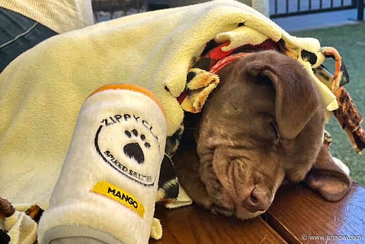 Bronson Bierhall: Live music with Arlington’s biggest dog patio