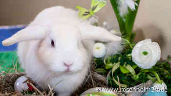 Ostermarkt mit Tag der offenen Tür im Rosenheimer Tierheim