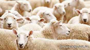 Methane-reduction project aims to slash sheep gas emissions by 50pc