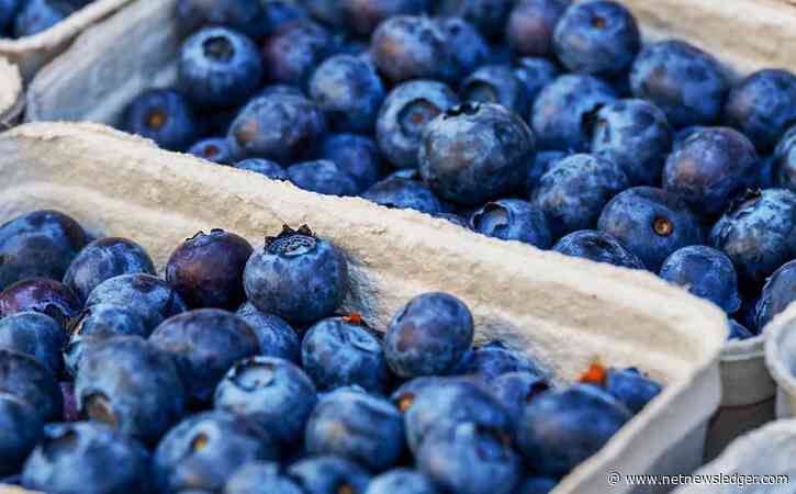 5 Blueberry-producing Countries
