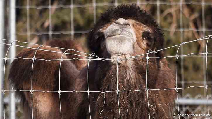 Calgary camel receiving 'exceptional care' despite severe skin condition, zoo says