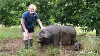 Small-scale pig farmers call for end of carbon dioxide stunning