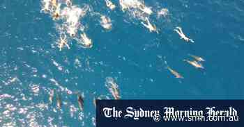 Over 30 people accused of 'aggressively harassing' pod of dolphins in Hawaii