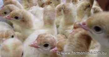 Imported turkeys almost ready to fly the coop