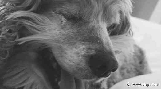 Community searches for blind dog stolen in back of truck