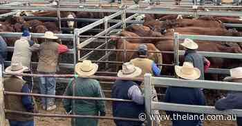 Rain helps firm up cattle market at Dunedoo