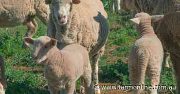 Think performance not age in ewe selection