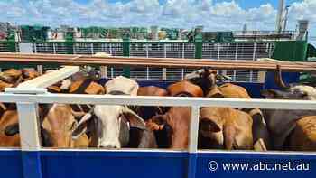 Abattoir gets green light for maiden domestic live export voyage