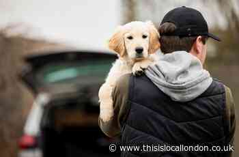 More than 2,000 dogs stolen across UK last year