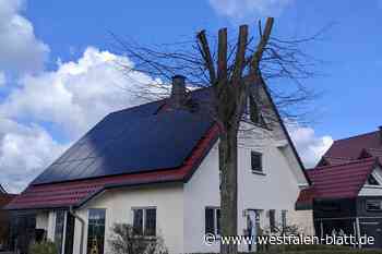 Illegaler und falscher Schnitt zerstört Baum in Salzkotten-Thüle