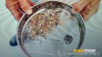 Microplastiche e alimenti: seminario a San Paolo