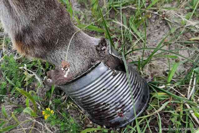 Ezel zit met poot vast in weggegooid conservenblik: “Dit is wat zwerfafval kan veroorzaken”