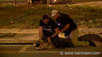 WATCH: Officers Capture Giant Gator Roaming in Streets Near Tampa