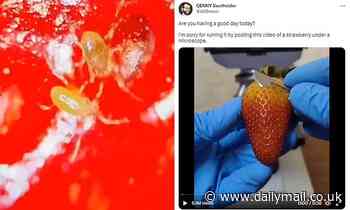 Stomach-churning microscopic footage reveals the creepy-crawlies hiding in STRAWBERRIES