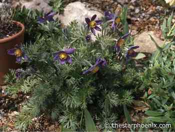 Happy hunting: Spring flowering perennials are worth the effort (Part I)
