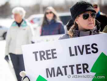 Adam: After the clear-cutting of 25,000 trees, Council must act