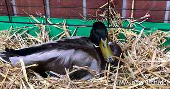 Tierheim Bamberg versorgt Erpel nach "Tragödie" - Emil verlor Partnerin bei "schlimmem Unfall"