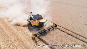 Schreiende Tomaten? Gestresste Pflanzen machen Geräusche