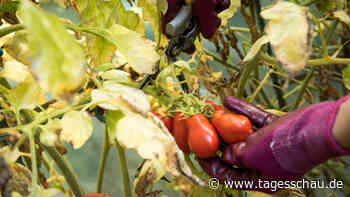 Studie: Pflanzen machen unter Stress Geräusche