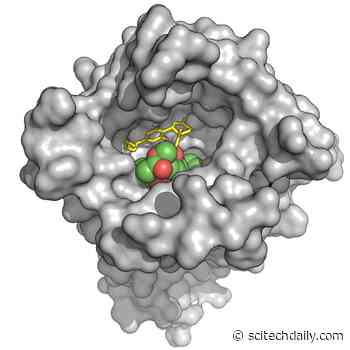 Naloxone Alternative: CBD (Cannabidiol) Compounds Could Reverse Opioid Overdoses