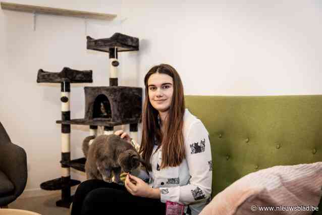 Axelle ruilt ooievaars van Planckendael voor eigen kattencafé Cats & Cups in hartje Mechelen: “Alle katten zijn beschikbaar voor adoptie”