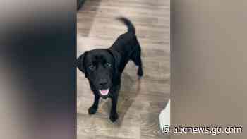 WATCH:  Black Labrador has cutest reaction when told he's going to see grandparents