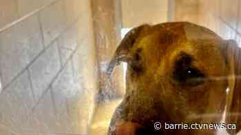 Shelter in 'dire situation' as dog adoptions drop and pet surrenders rise