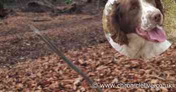 Bedlington dog owner's horror as pet dies after getting stick impaled in eye