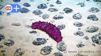 Manganknollen und Co: Meeresbodenschätze vor der Ausbeutung