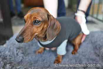 Bad Driburg: Dackel „Fienchen“ trauert um totgebissenen Freund „Krümel“