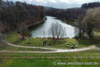 Kloster, Wald und Wisent: Hardehausen wird zum Erlebnis
