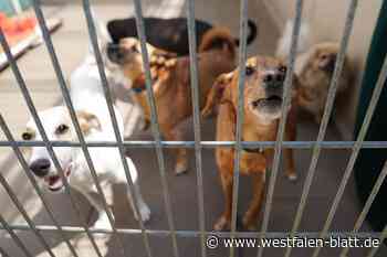 Höxter hilft Tierheim: Fundtiere kommen wieder nach Holzminden