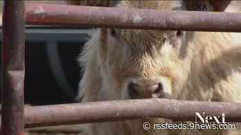 Colorado farmer-writer crosses rural-urban divide with cow bios