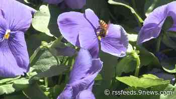 Proctor's Garden: Here is why you shouldn't wait until Mother's Day to start planting