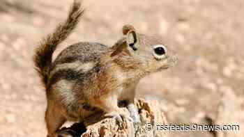 Ground squirrels are being squashed by Colorado tourists, study says