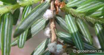 Invasive insect found in hemlock trees near Churchill Park, Royal Botanical Gardens in Hamilton