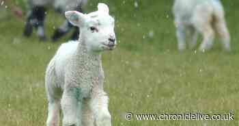 North East weather: Met Office forecasts April showers to begin the new month this weekend
